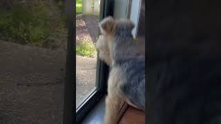 Lakeland terrier sees a bunny and gets all excited puppylife lakelandterrier terrier [upl. by Athallia]