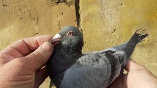 Blue Slaty World Janssen Arendonk pigeon [upl. by Maddeu837]