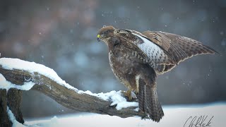 Rotmilan und Mäusebussard [upl. by Polard]