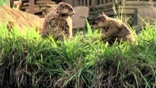 Geico Commercials Part1  Cavemen Woodchucks Little Piggy and more [upl. by Avek334]