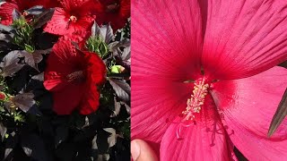 New hibiscus Gudahal मे ज्यादा फूल के लिए कौन सा खाद डालेपीली पट्टी Chlorosis को कैसे ठीक करें। [upl. by Nugent966]