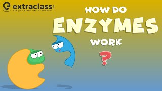 How do enzymes work  Biology  Extraclasscom [upl. by Nahtad]