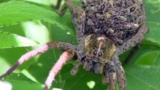 Wolf Spider Babies Trinity Forest 5 [upl. by Yenots482]