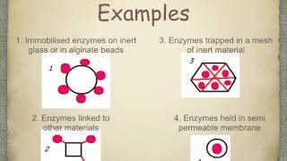 A level S5 Immobilisation of enzymes Ms Cooper [upl. by Nnylarak]