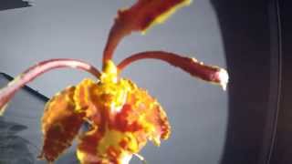 Psychopsis papilio blooming timelapse [upl. by Ahar]