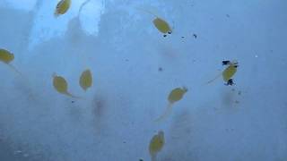 Black Ghost Knife Fish  breeding 1 day old [upl. by Levin]