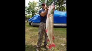 Worlds biggest pike and musky [upl. by Bartel]