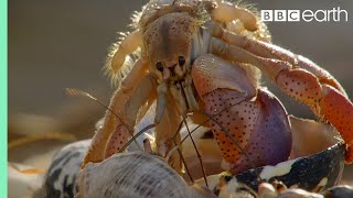 Crabs Trade Shells in the Strangest Way  BBC Earth [upl. by Verne]