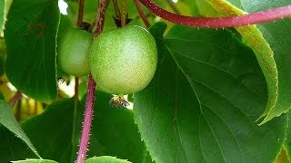 Propagating Hardy Kiwi  Spectacular Results [upl. by Pickens]