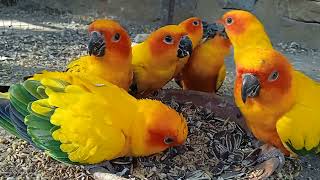 Sun conure breeder pairs parrot birds Sun conure breeder pairs breeding season 2025videoviral [upl. by Krystle]