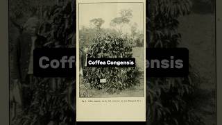 Coffea Congensis [upl. by Elleira348]