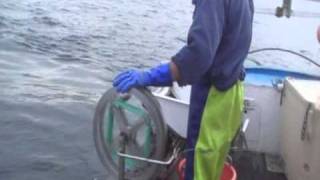 Mackerel Fish Stripping Systems by AFWFABRICATIONS [upl. by Tocci]