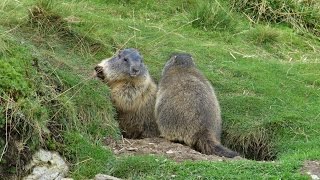 Alpenmurmeltier Murmeltier Marmota – Marmot [upl. by Cave]