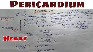 Pericardium  Part 1  Fibrous layer  Thorax Anatomy  TCML [upl. by Macomber]