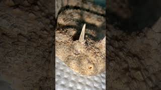 Saharan horned viper snake viper خزنده مار [upl. by Oirasan]