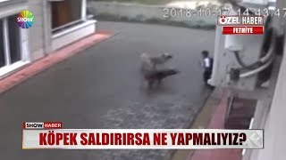 Köpek saldırırsa ne yapmalıyız [upl. by Asaph]