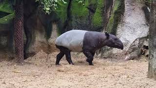 Malayan tapirs and their enclosure [upl. by Malkah]