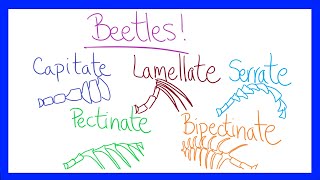 Insect Anatomy 101 Antennae Types [upl. by Lunneta]