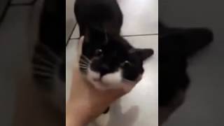 Viih tube cuspindo no Gato Vídeo Oficial [upl. by Audly309]