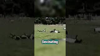 Fainting Goat Worlds Most Entertaining Livestock [upl. by Lewis]