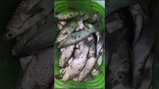 Fresh kendai fish 🐠🐟 shorts fishing adirampattinam [upl. by Sera447]