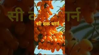 💚सी वक थार्न wonderberry oishadhijagatsinghchamyalhmtshare seabuckthorn [upl. by Trepur737]