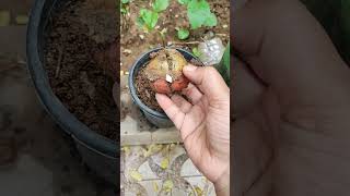 🥑seeds tho mokka ela vachindo chudandi 😮😮 shorts pleasesubscribe gardening [upl. by Ignacio85]