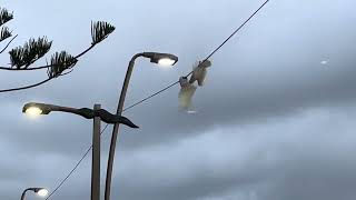 Entertaining Corellas at Dee Why Beach [upl. by Fortier]