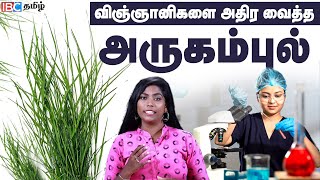 ஆண்கள் அருகம்புல் கண்டிப்பாக எடுக்க வேண்டும்  Benefits Of Arugampul in tamil  IBC Tamil [upl. by Serena]