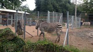 Paignton ZOO  Hartmann’s mountain zebras [upl. by Pasia]