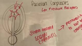 Pacinian corpuscles [upl. by Ghiselin]