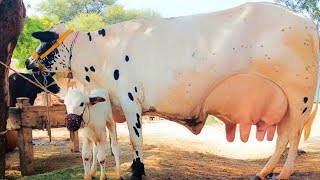 Farisien cross cow 🐄 03124578623In Punjab Pakistan on YouTubeDate 25824 [upl. by Abbate128]