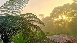 Déforestation de lAmazonie  découvrez le projet associatif Phoenix Forest [upl. by Dunseath]