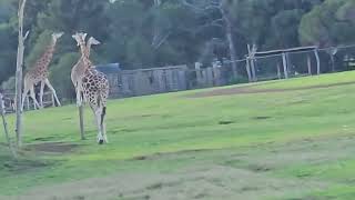 Visiting werribee open range zoo is a delightful journey australia travel 3 [upl. by Sheffy]