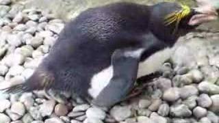 Macaroni Penguin Chick at Living Coasts Torquay [upl. by Ellek891]