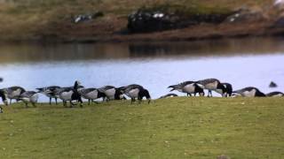 Richardsons Canada Goose  Balranald RSPB North Uist  February 2013 [upl. by Aicinet]