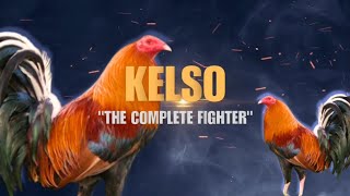 KELSO GAMEFOWL BLOODLINE Fighting Style and History [upl. by Woodie]