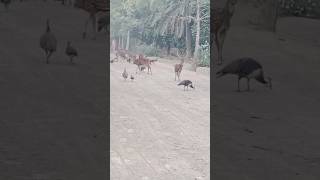 Safari Park Visit  shorts shortsfeed deer shortvideo [upl. by Lika65]