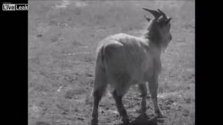 Footage Of Nerve Gas Testing On A Goat  1964 [upl. by Berthold]