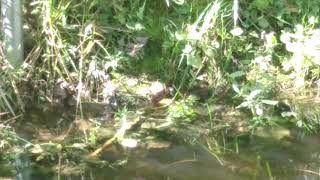 Red Dragonflies mating in our pond in October [upl. by Meill412]