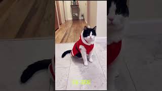 Watch this Christmas cat🎄😸christmasvibes christmascats festivecheers puppy animaljoy [upl. by Aleunam180]