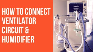 How to connect ventilator circuit and humidifier in a ventilator [upl. by Lanti]