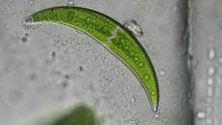 Crescent Shaped Algae Closterium moniliferum [upl. by Shaffert19]