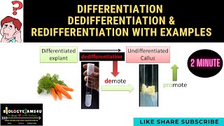 Difference between Differentiation Dedifferentiation amp Redifferentiation with examples [upl. by Ahserb]