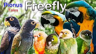 Free Fly Day with fruityflock and MikeyTheMacaw  Vlog [upl. by Mozza]