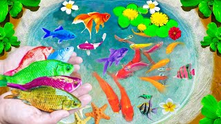 Great For Catching Strange Fish In Caves Gold fish Koi fish Zebra Fish Guppy Catching Fish [upl. by Aitnom]