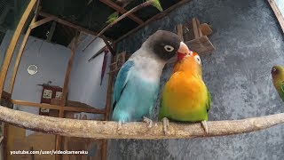 1 Hour Lovebird Sounds  February 8 2019 [upl. by Radborne]