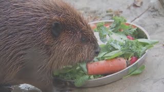 Fate of Nibi the beaver lands in court as rescuers try to stop her release into the wild [upl. by Aititil425]