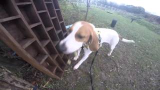 Dogs Trust Basildon Molly [upl. by Ilzel]