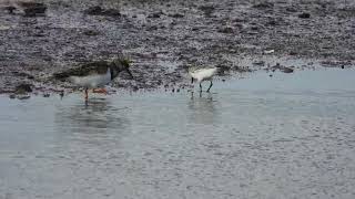 Sanderling Piovanello tridattiloCalidris alba Ruddy Turnstone Voltapietre Arenaria interpres [upl. by Ivens]